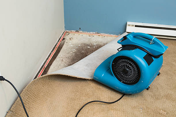Best Water damage cleanup near me  in Helena, AL
